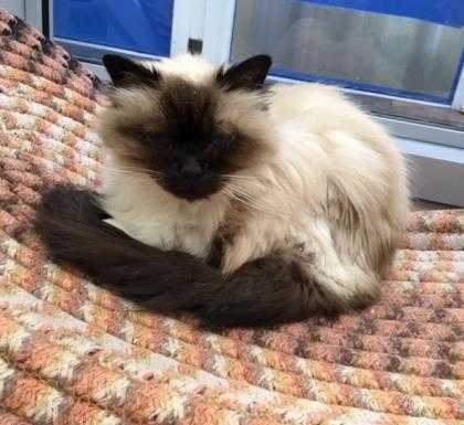 birman cat adoption