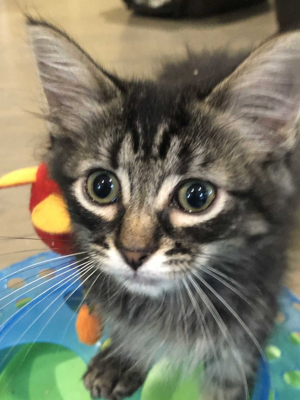 Meet Rascal A Petstablished Domestic Long Hair Cat In Glendale