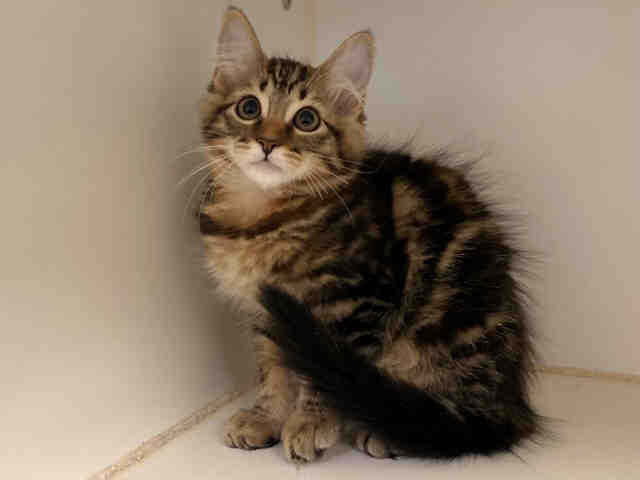 Meet VANYA A Petstablished Domestic Medium Hair Cat In Bonita