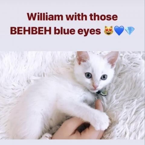 Meet William A Petstablished Domestic Short Hair Cat In Los Angeles