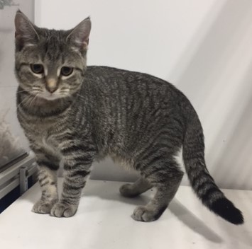 cozy cat adoption center