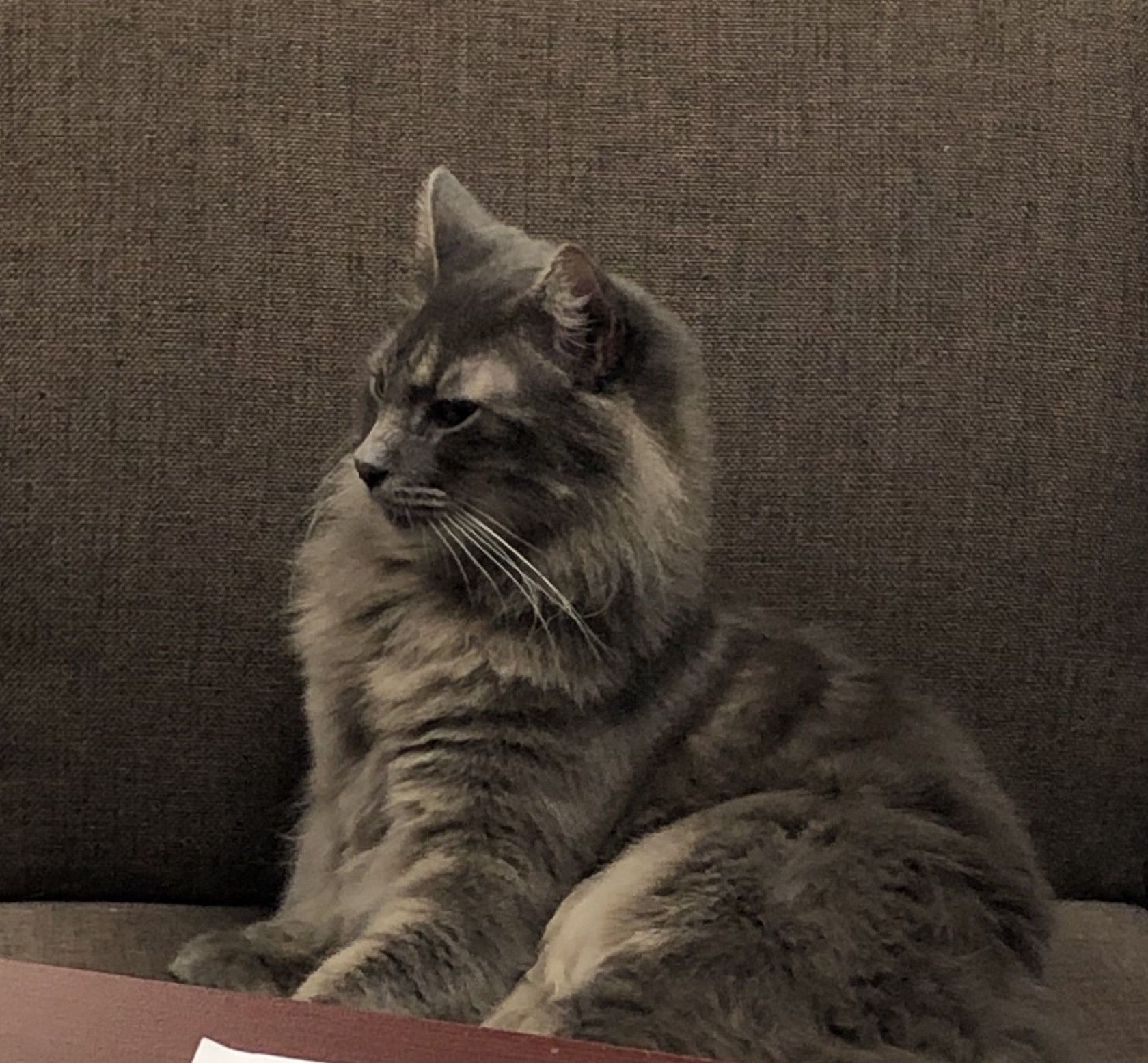 Meet Silver, a Petstablished Maine Coon Cat in Dallas/Fort Worth