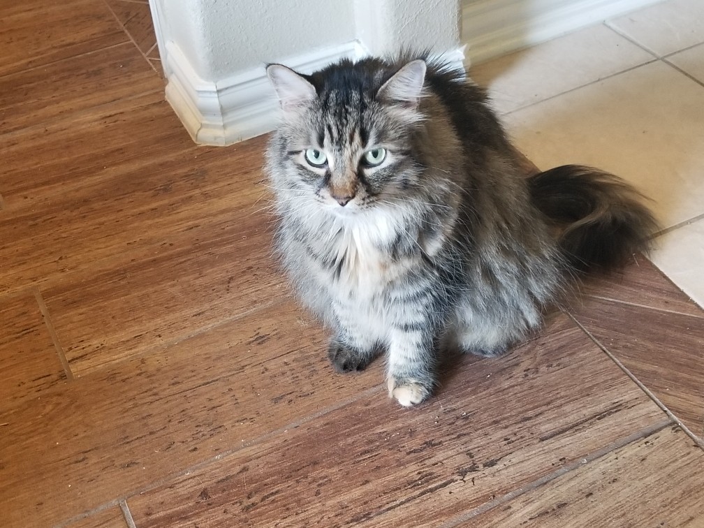 Meet Wendy, a Petstablished Maine Coon Cat in Houston