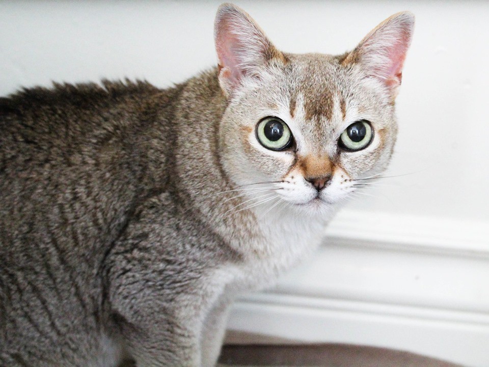 Meet Sandy Danny Bonded Pair A Petstablished Singapura Cat In Los Angeles