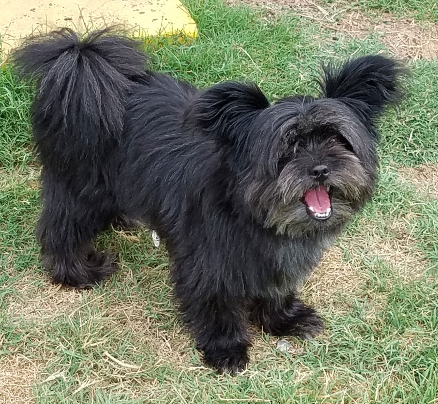 Meet COUSIN IT - OR EWOK!, a Petstablished Affenpinscher  