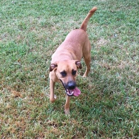 Meet Rocco Sm A Petstablished Black Mouth Cur Dog In Von Ormy