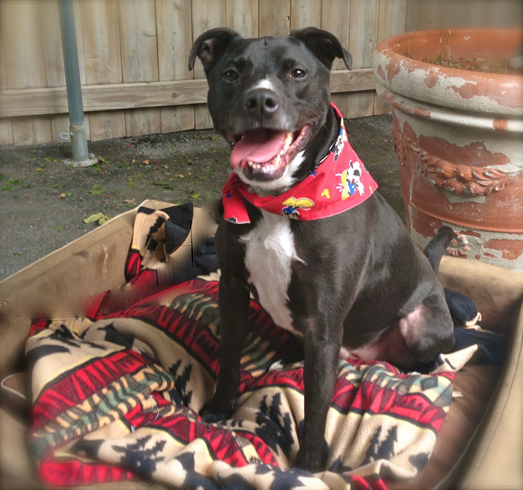 chappie sensitive dog food