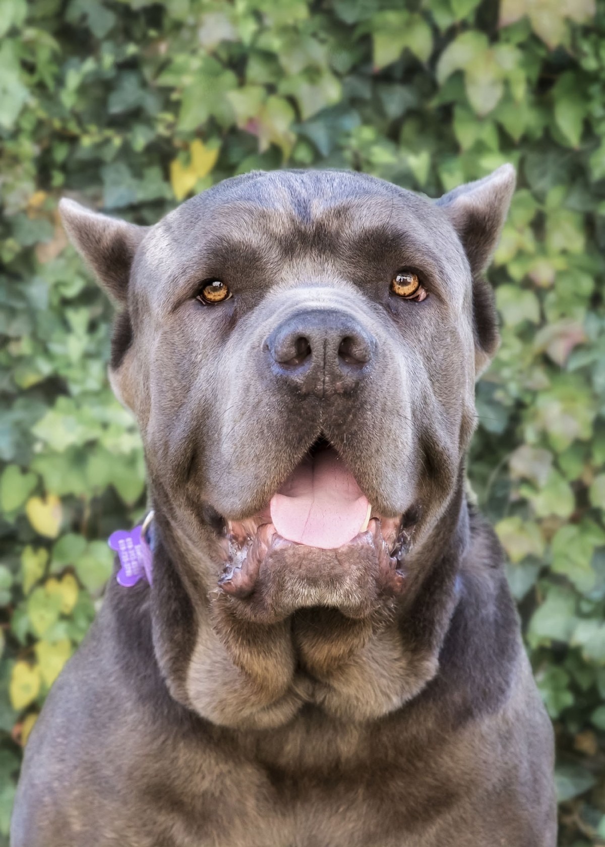 Meet Zeus A Petstablished Cane Corso Dog In El Cajon