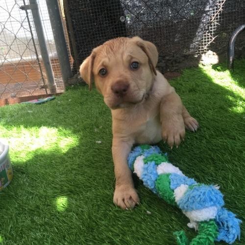 Meet Catahoula Mix Puppies A Petstablished Catahoula Leopard Dog