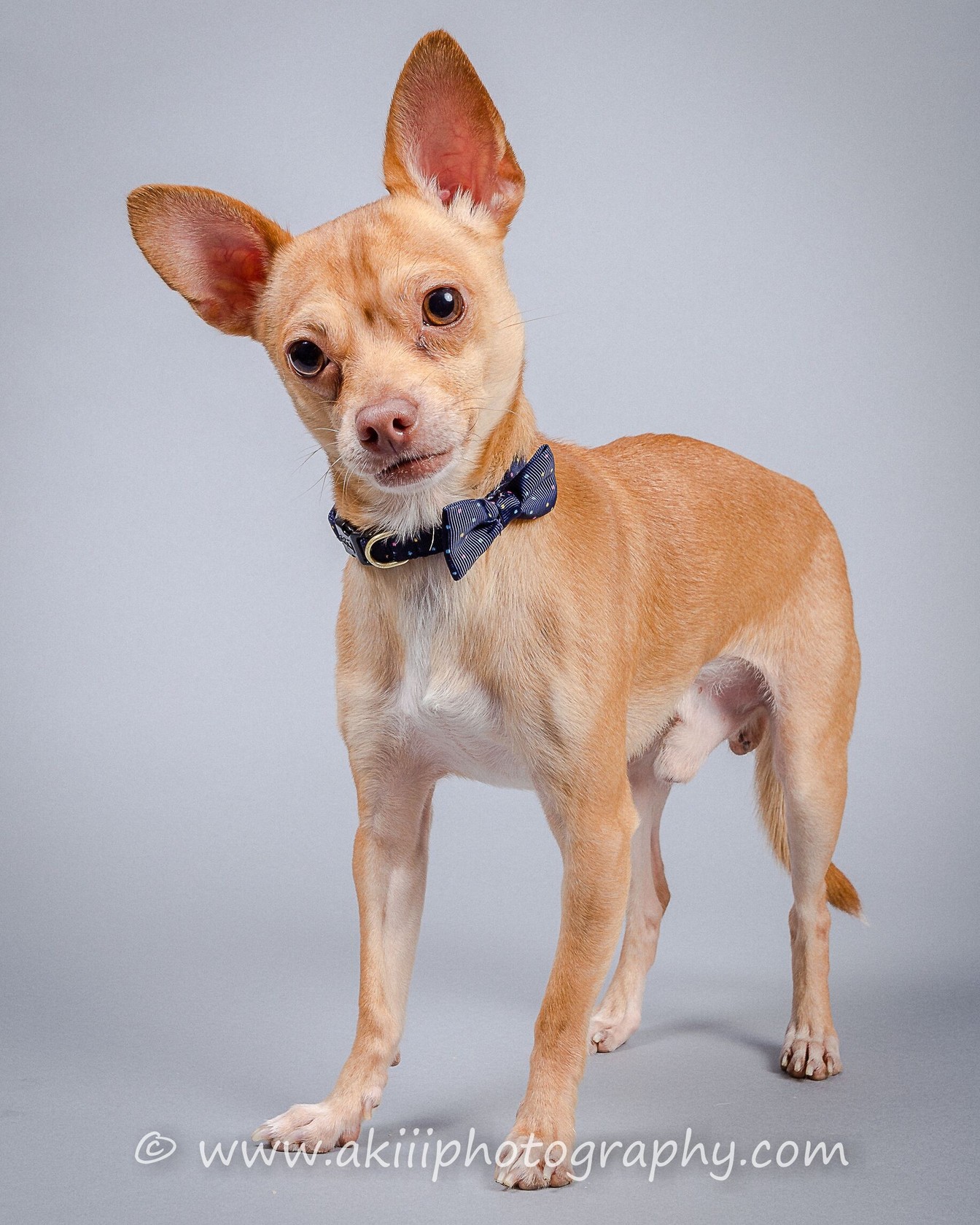 southern chihuahua rescue and adoption