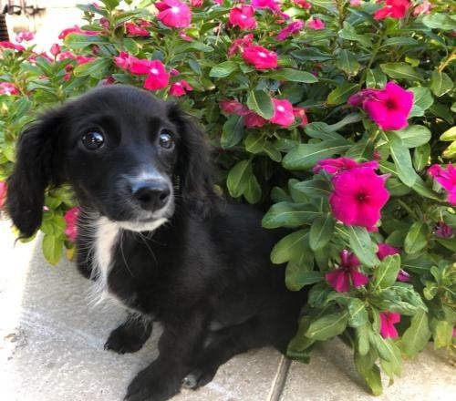 dachshund and spaniel mix