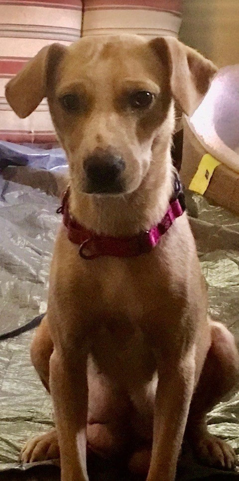 mommy and me dog rescue