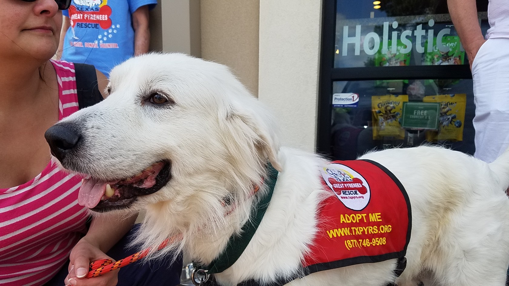 adopt a great pyrenees near me