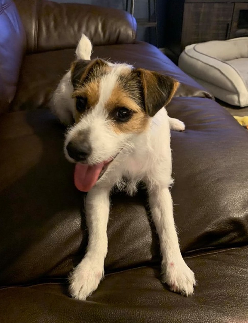 jack russell houston