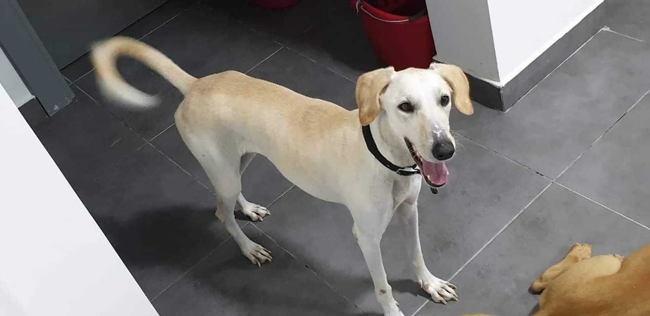 saluki lab mix