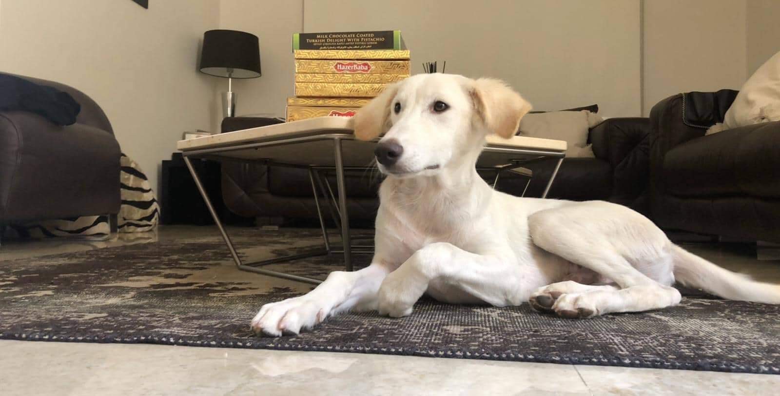 saluki lab mix