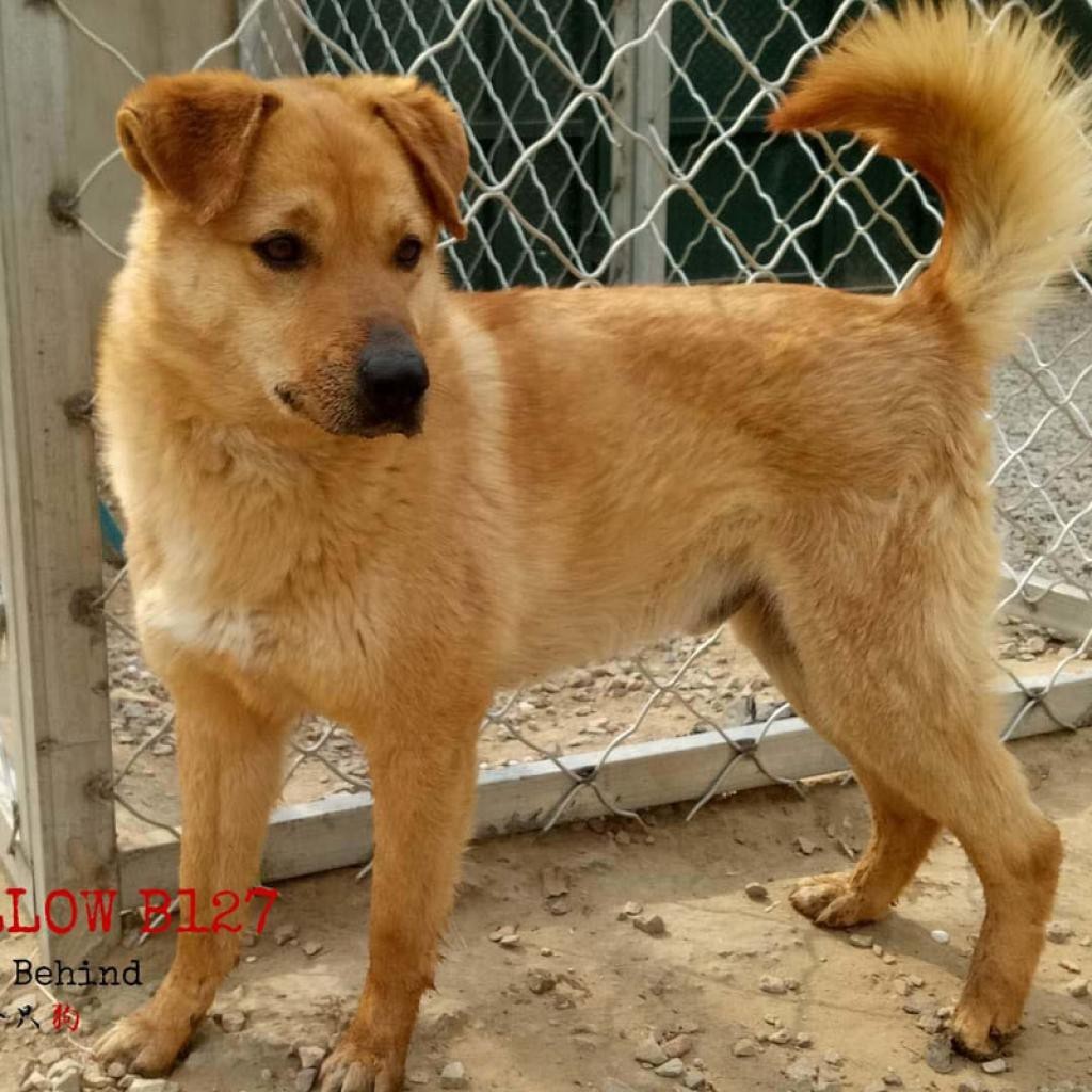 Meet Big Yellow, a Petstablished Labrador Retriever Dog in New York