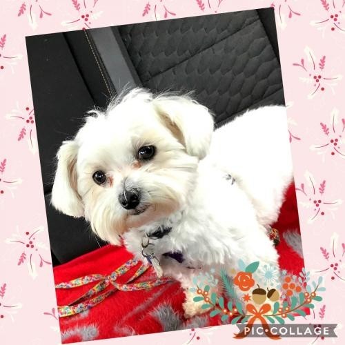 fuzzy pawz shih tzu rescue