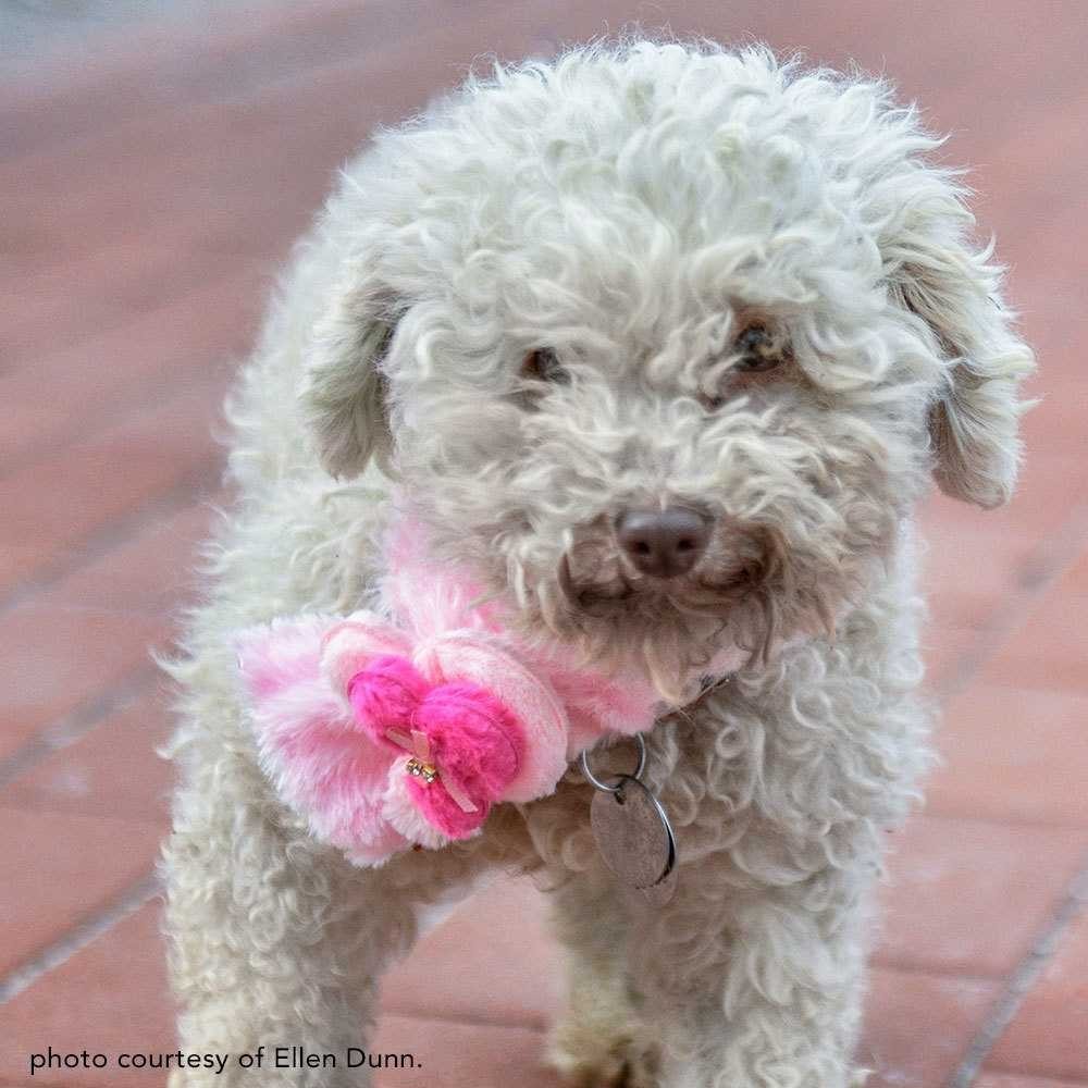 north shore animal league puppies for adoption