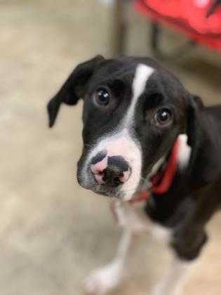 mountain cur for adoption