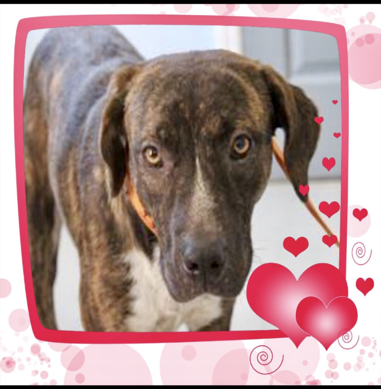 plott hound rescue near me