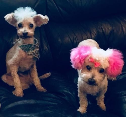 Meet Holly And Koby A Petstablished Poodle Miniature Dog In Boerne