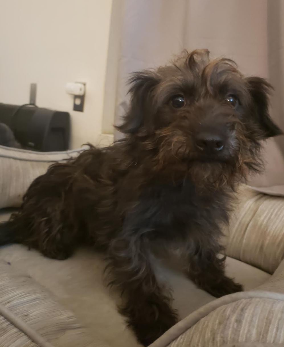 Meet Schneider, a Petstablished Poodle (Miniature) Dog in New York