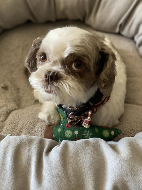 dfw shih tzu rescue