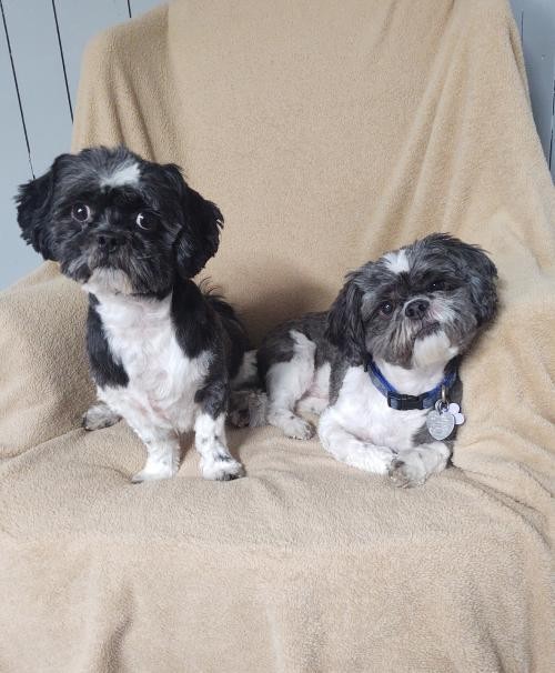 fuzzy pawz shih tzu rescue