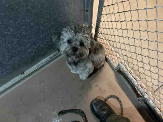 Meet A Petstablished Shih Tzu Dog In Bonita