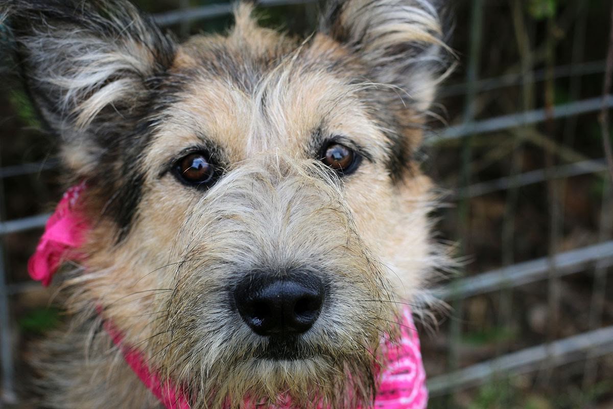fox terrier german shepherd mix