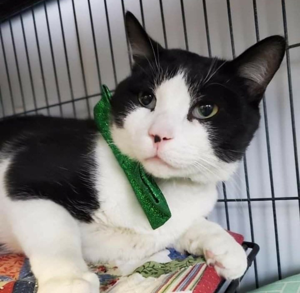 Meet Dimples, a Petstablished Domestic Shorthair Cat in Dallas