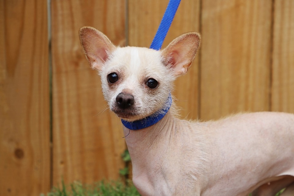 23+ Hairless Chihuahua Rescue Pic Bleumoonproductions