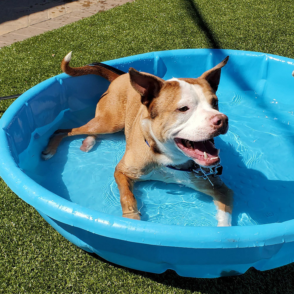 North Shore Animal League America