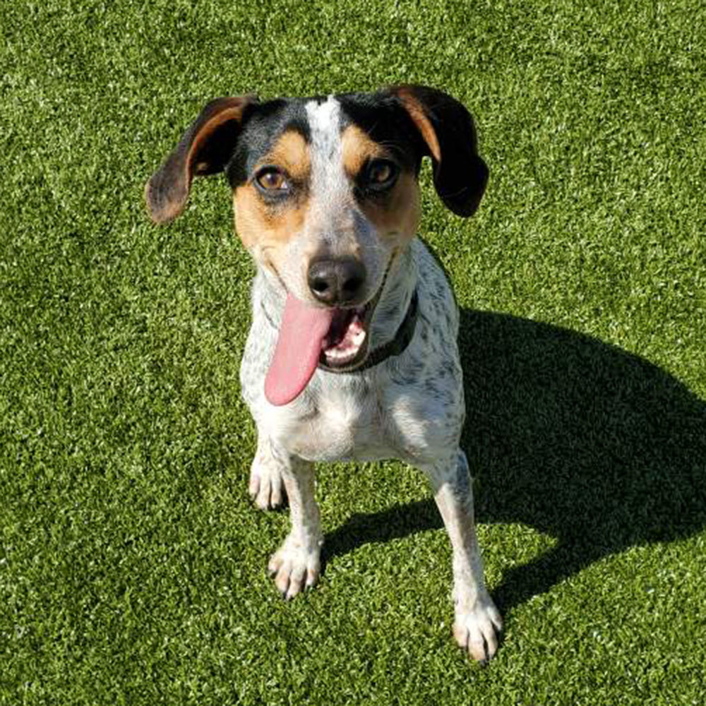 North Shore Animal League America