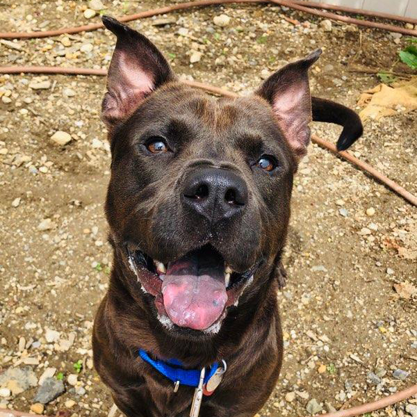 North Shore Animal League America
