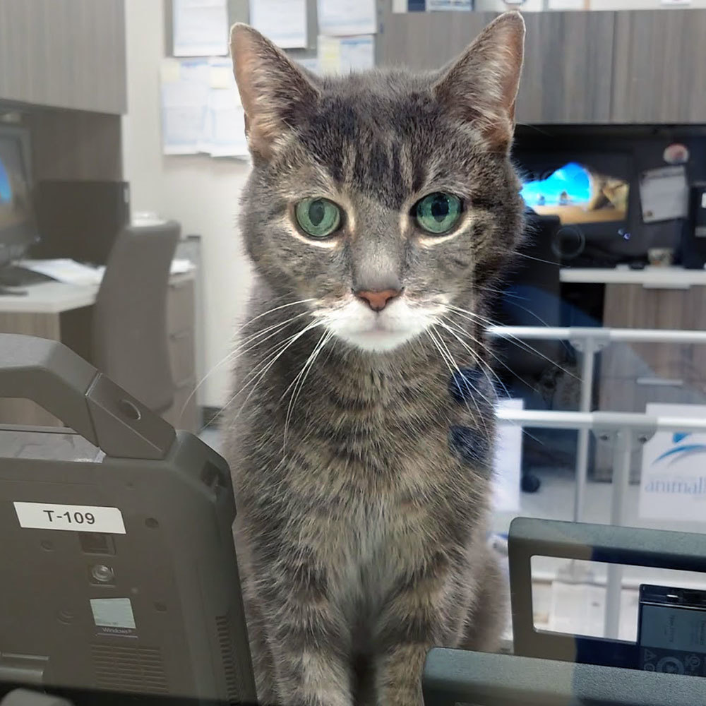 North Shore Animal League America