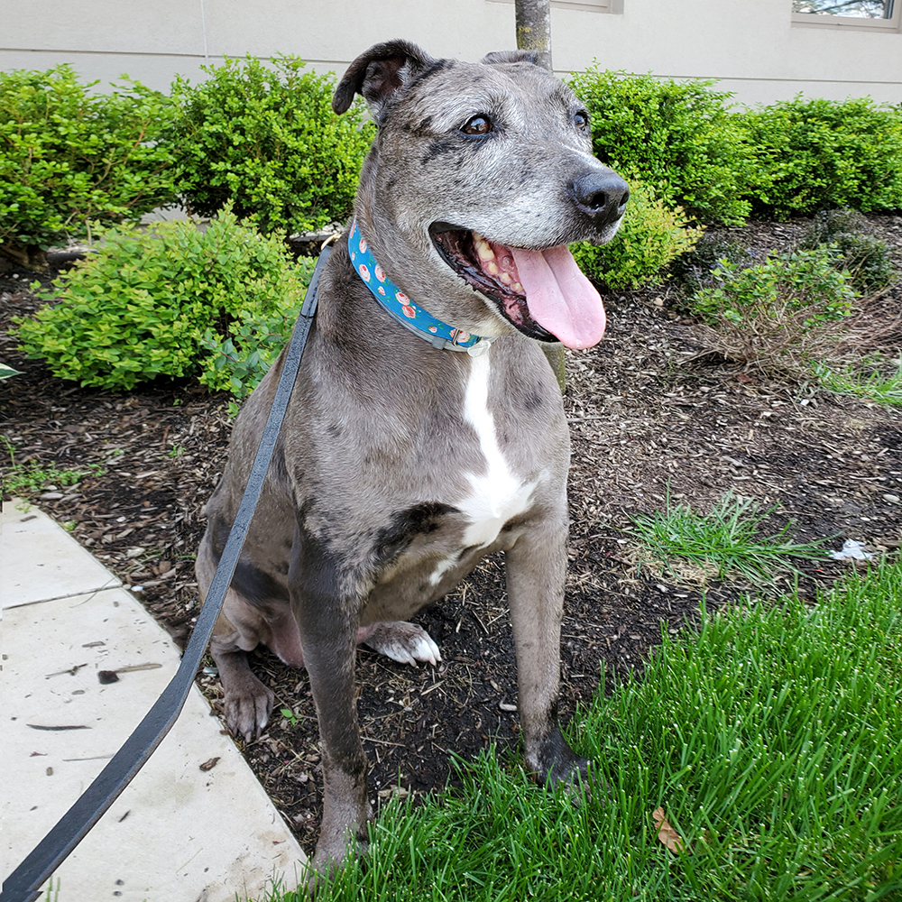 North Shore Animal League America