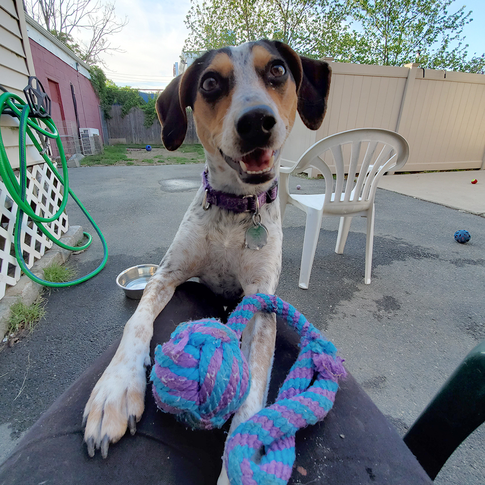 North Shore Animal League America