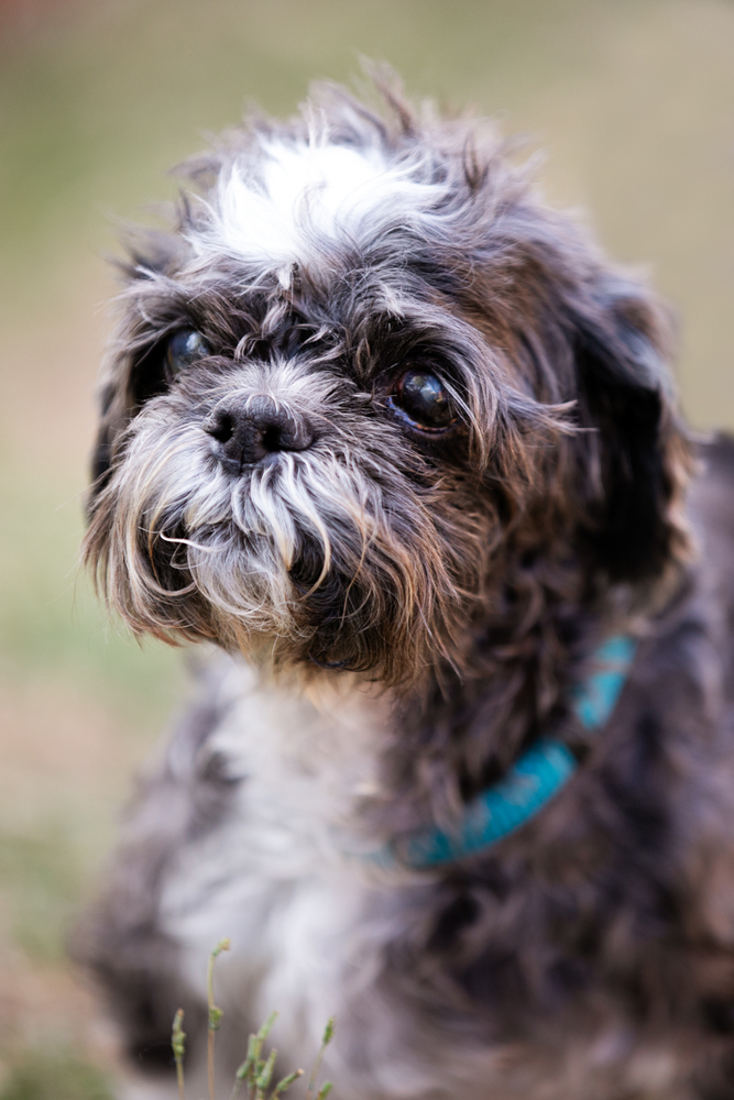 Adopt Gallery Underdogs Animal Rescue