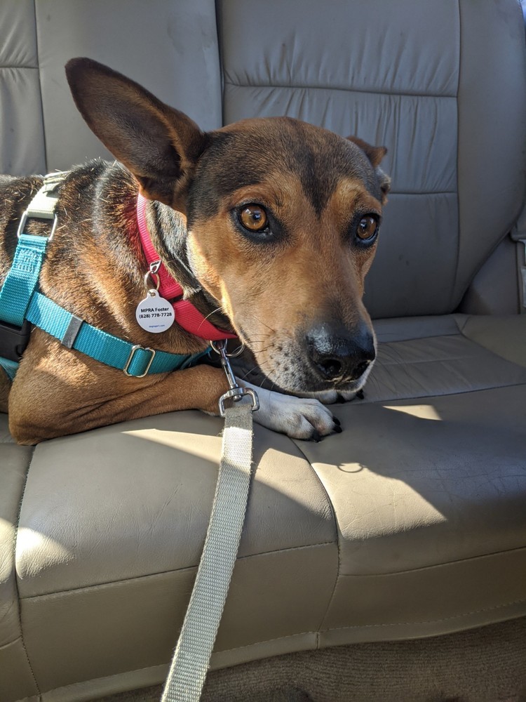 Petstablished | Manage your Animal Welfare Organization ...