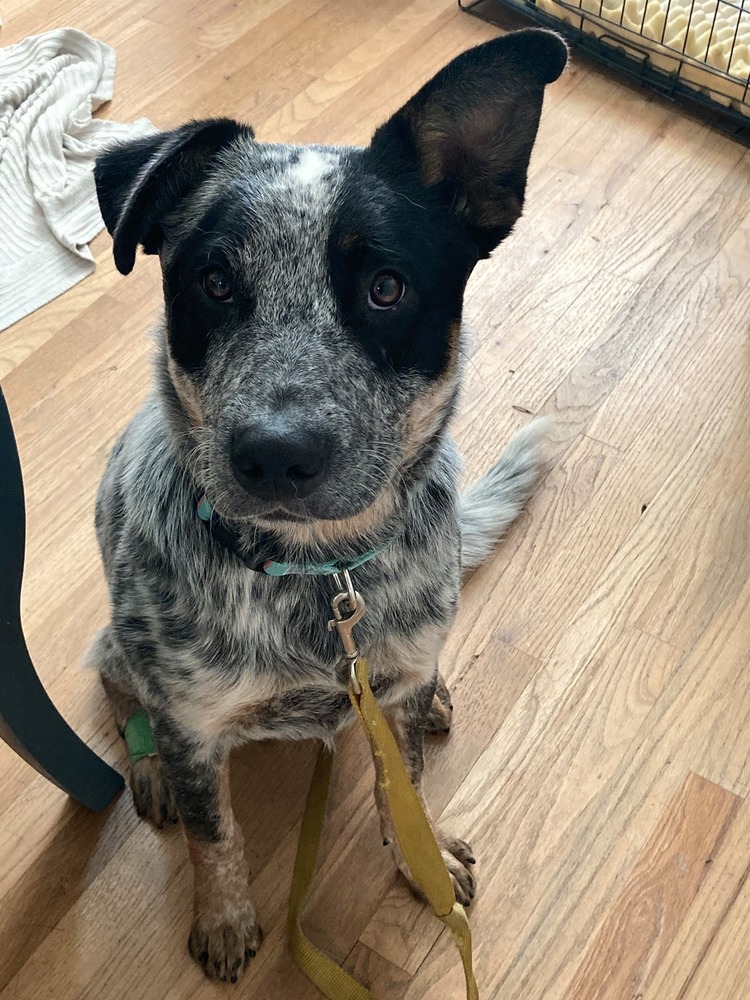 Meet Sprocket A1194687 , a Petstablished Australian Cattle Dog Dog in