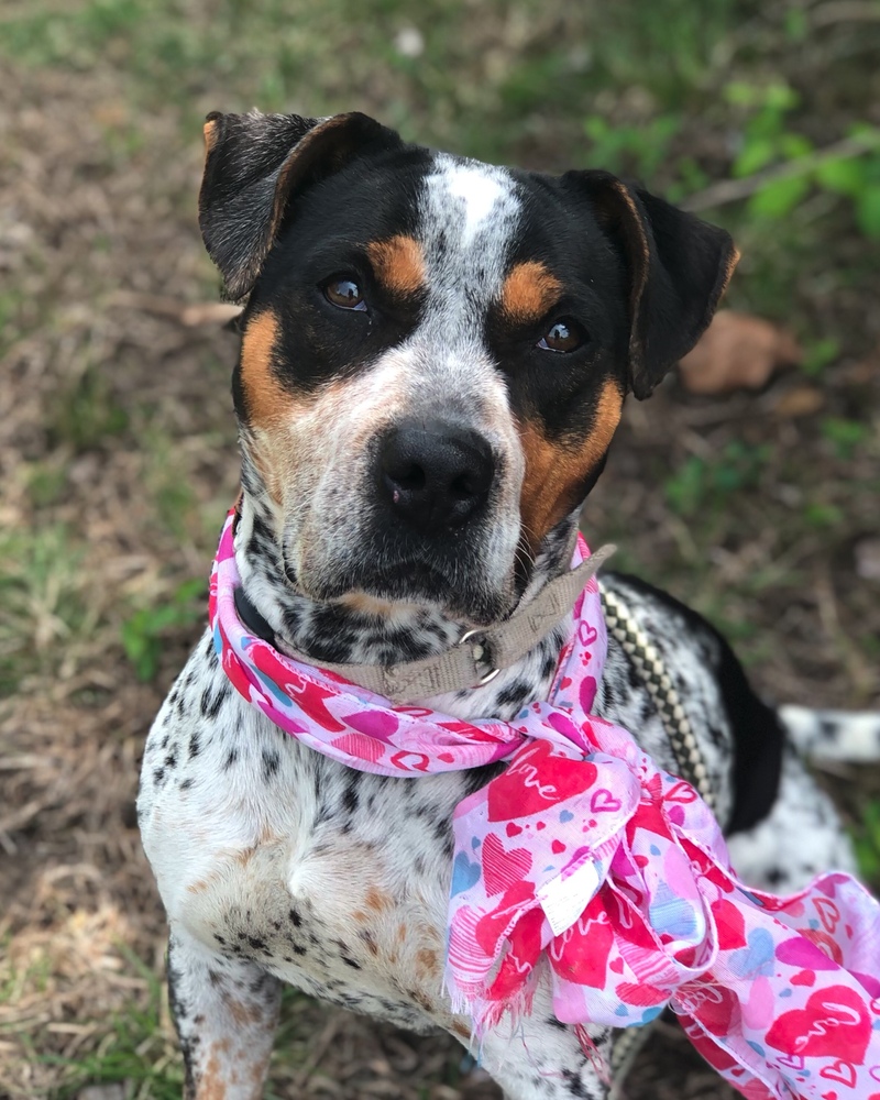 Adopt Underdogs Animal Rescue