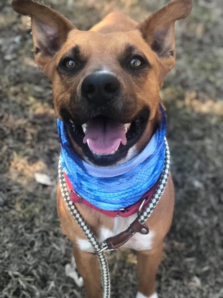 Adopt Underdogs Animal Rescue