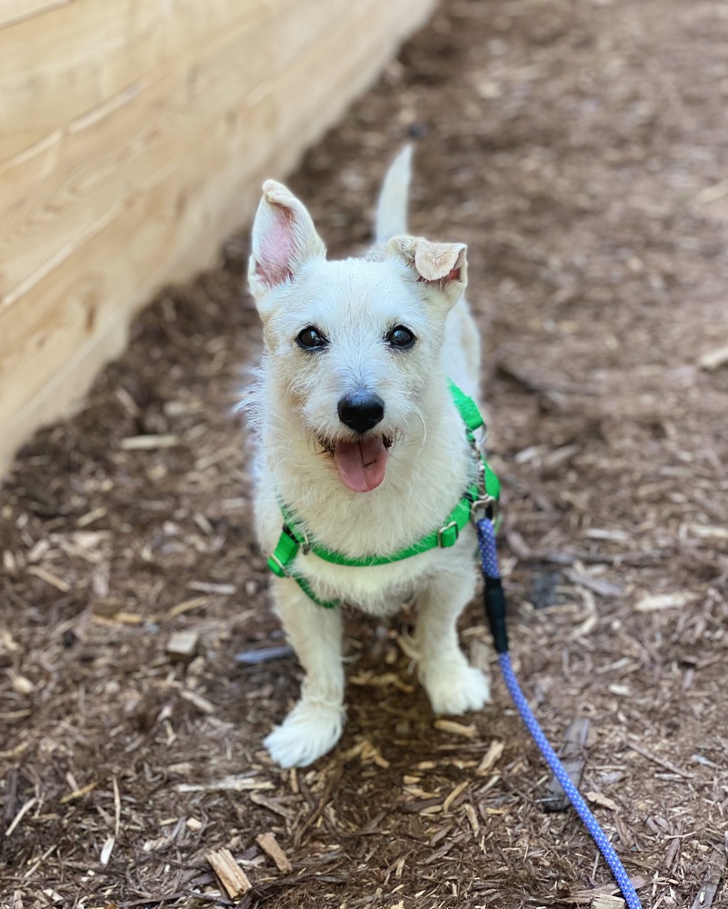 Adopt Underdogs Animal Rescue