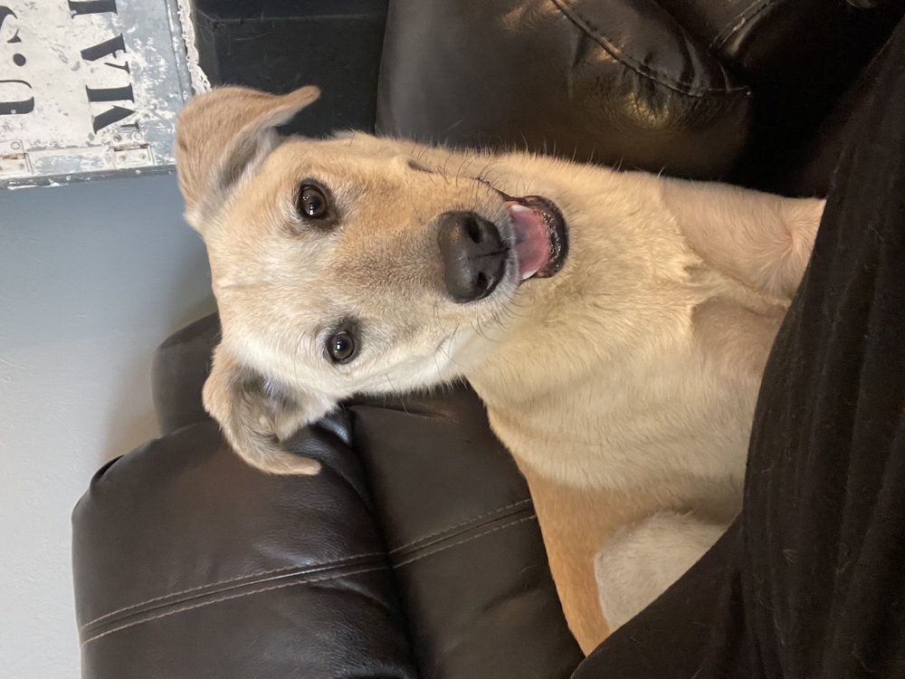 Adopt Underdogs Animal Rescue