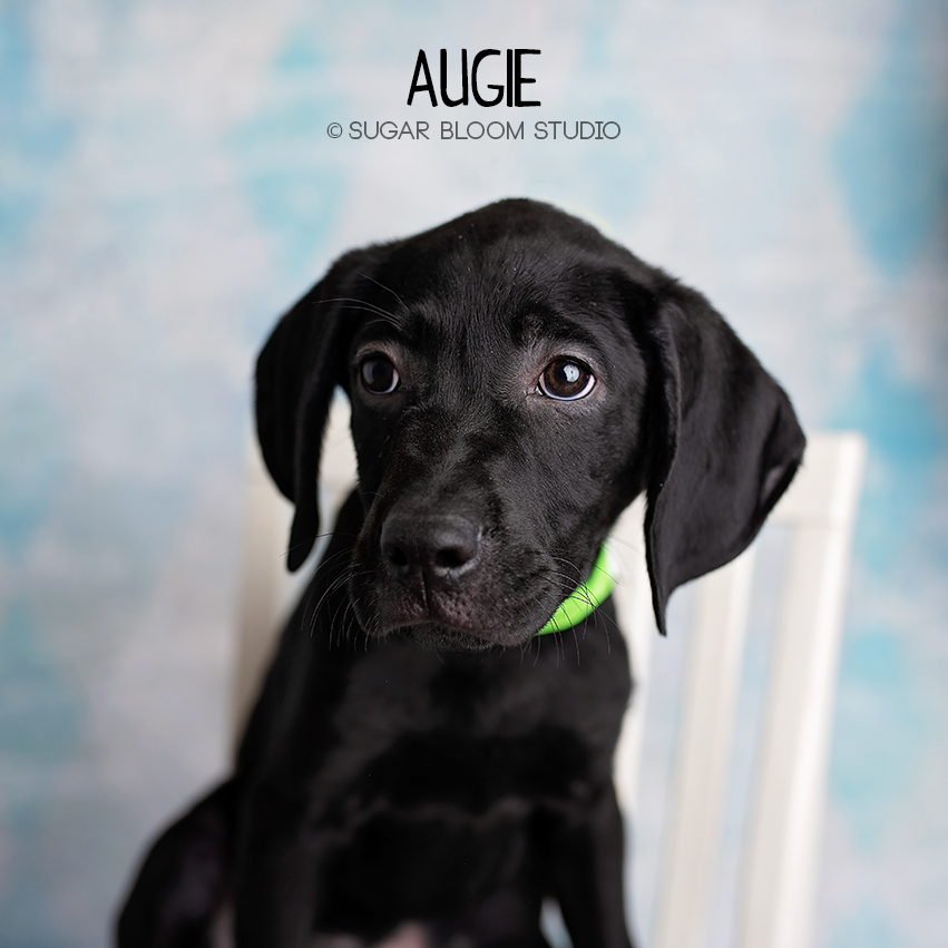 Petstablished Manage your Animal Welfare Organization (AWO) with our
