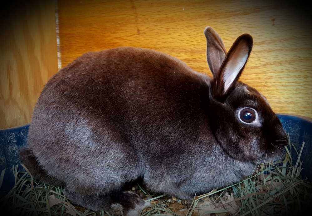 South Bay Rabbit Rescue pets for adopt. | Petstablished