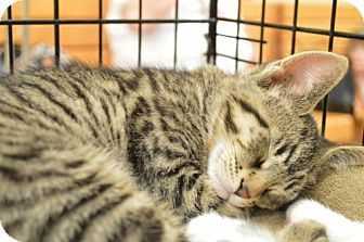 Petstablished | Happy Days Dog and Cat Rescue has pets for adopt.