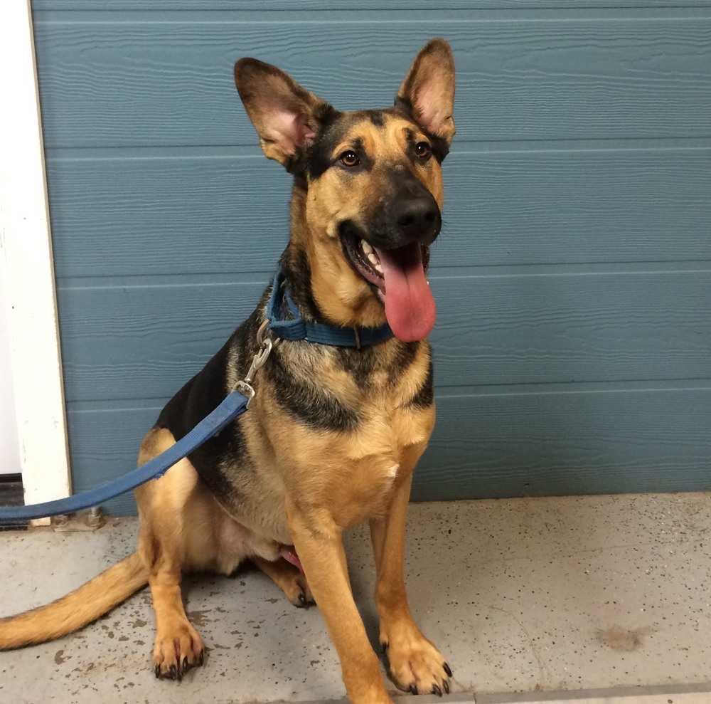 Zeus adoptablephoto3